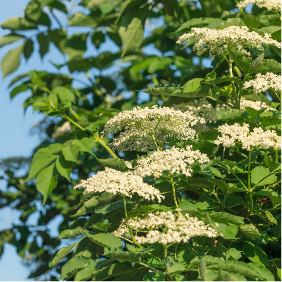 Why Organic Elderberry Syrup is a Must-Have for Immune Support