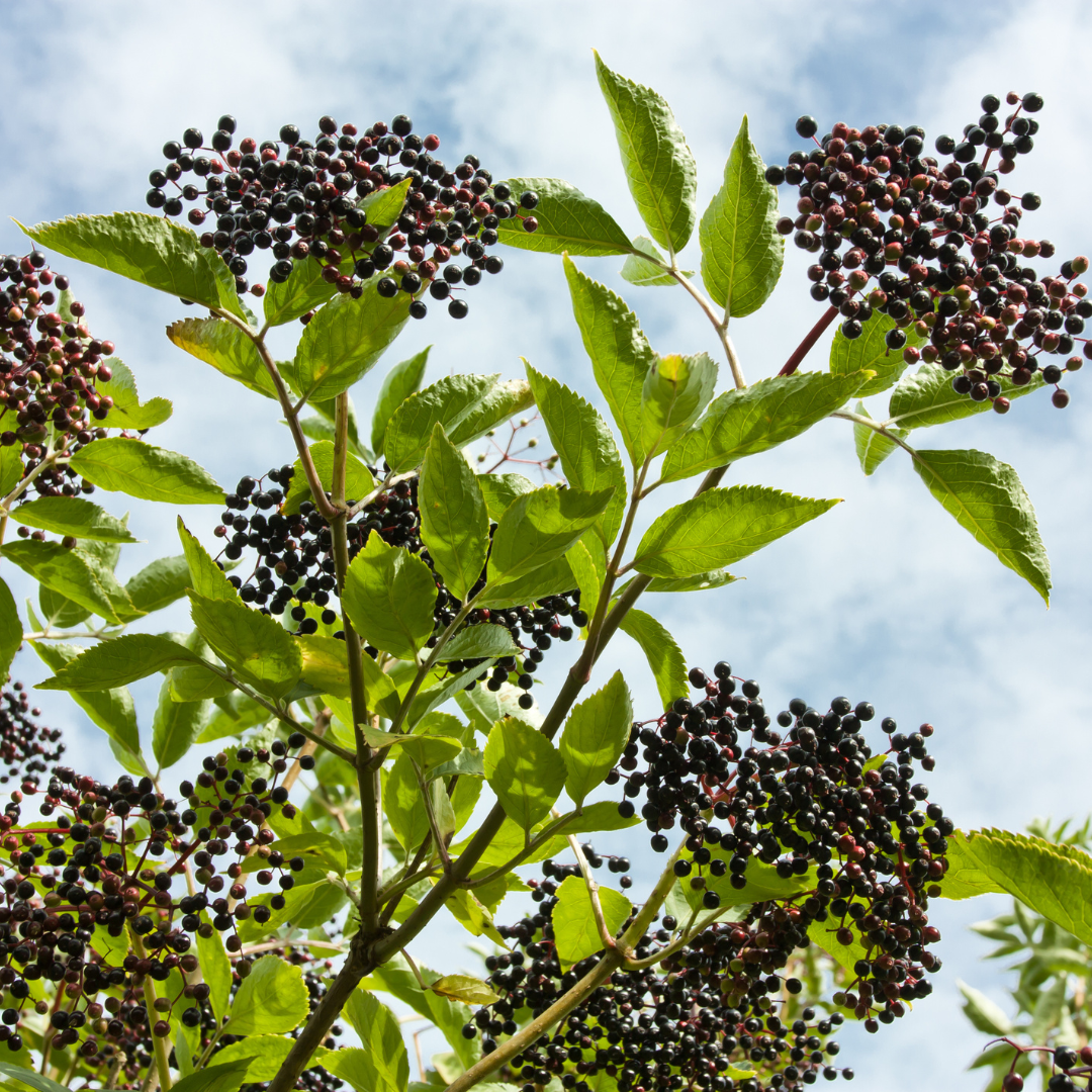 Photo of Black Elderberry Plant