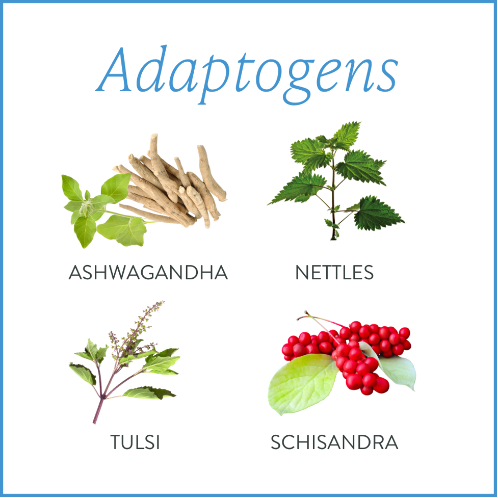 The Science of Adaptogens: Why They Support Resilience and Overall Health